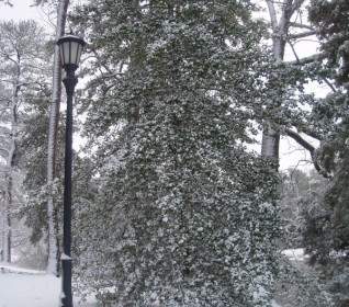Snowy Tree Amp Light Pole
