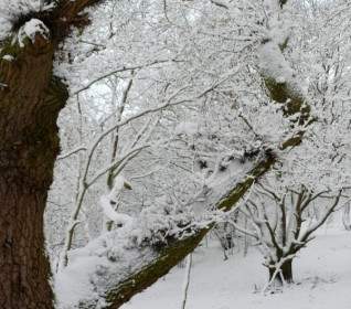 Invierno Cubierto De Nieve