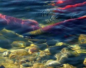 sockeye salmon adams river spawning