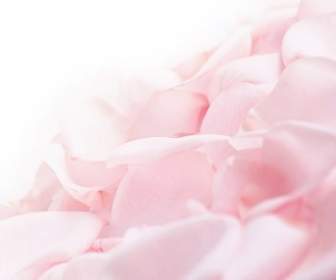 Soft Pink Rose Petals Stock Photo