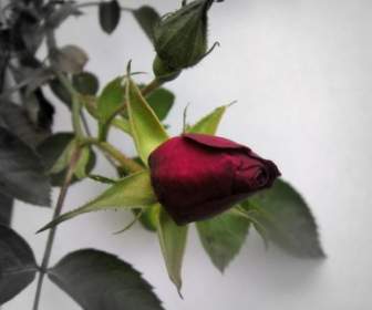 Solo Rose