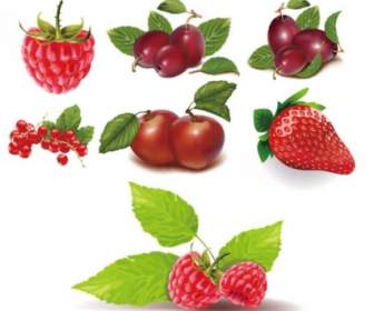 Some Red Fruits Vector
