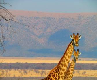 África Do Sul África De Girafa