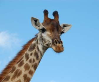 Giraffa Sud Africa Selvaggia