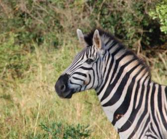南アフリカ共和国の野生の自然