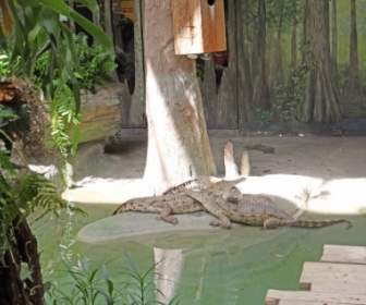 Alligatori Sudamericani