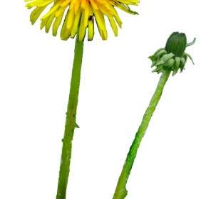 Sow Thistle Isolated On White