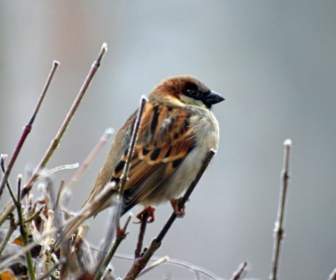 Sparrow Bird Animal