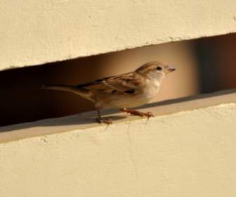 Sparrow Burung Burung