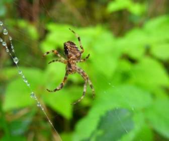 Animal De Toile D'araignée Spider