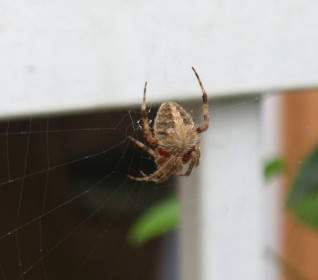 Araña En Su Web