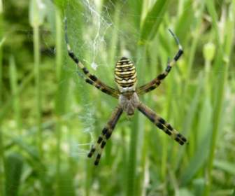 Spider Nature Creature