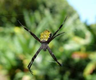 паук Природа Гавайи