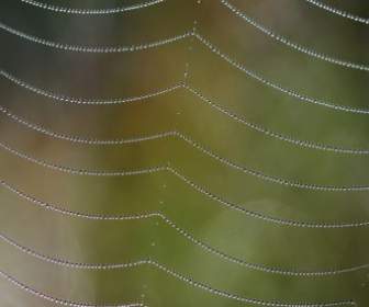 Spider Net With Dew