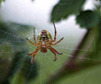spider spider web web