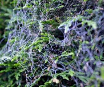 Spider Web On Bushes