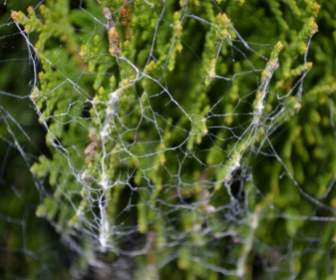 Spider Web On Bushes