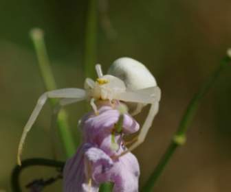 spider white animal