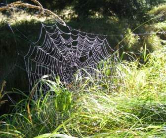 Spider039s Net