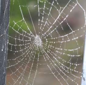 Spinnennetz Mit Tau Bedeckt