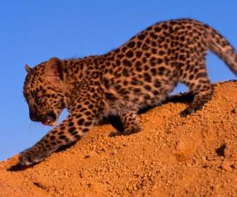 Leopardo Manchado Cub Fondos Crías Animales