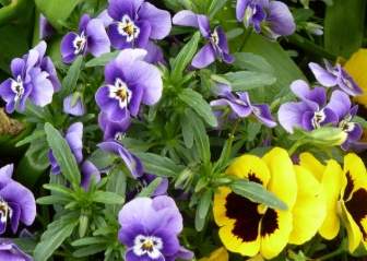 Kolorowe Violaceae Wiosna