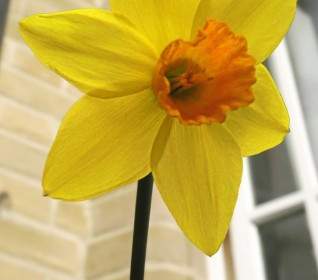 Daffodil Musim Semi