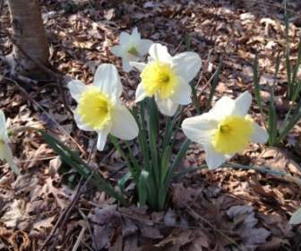 Flor De Narcisos De Primavera