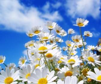 Spring Daisies Wallpaper Flowers Nature