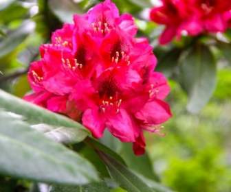 Rododendro Rosso Fiore Di Primavera