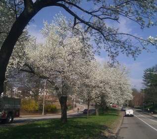 春季開花的樹