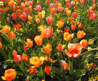 Spring Flowers Bulbous Plants Warm Colors