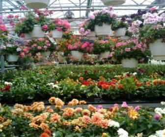 Spring Flowers Greenhouse