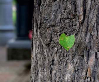 Spring Green Leaf On Tree Bark