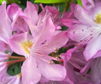 Spring Pink Flower Rhododendron