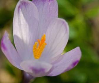 Spring Saffron