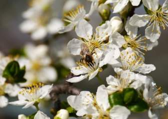 サンシャイン ミツバチを春します。