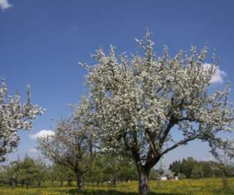 spring sunshine may