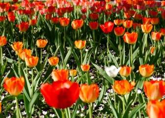 Kwitnące Pole Wiosną Tulipan