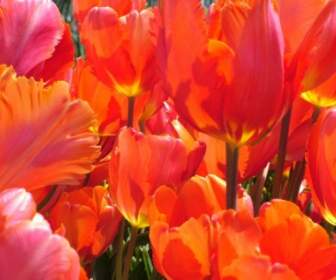 Flor De Tulipanes De Primavera