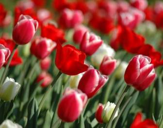 Spring Tulips Wallpaper Flowers Nature