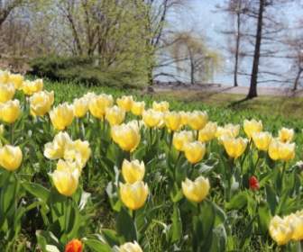 Frühling Tulpen Gelb