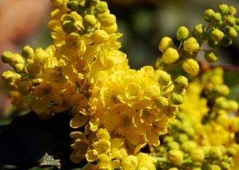 Flores De Primavera Amarilla