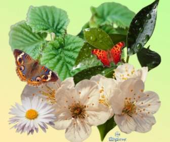 Springpack Plant Butterfly Psd