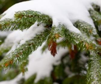 Spruce Branches Covered In Snow