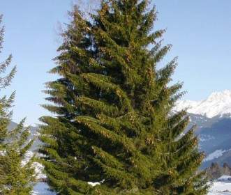 Pohon Natal Pohon Cemara Conifer