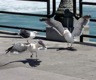 Squabbling Seagulls