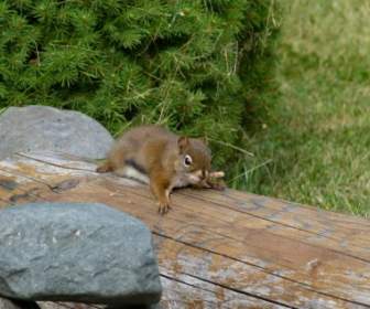 squirrel animal garden