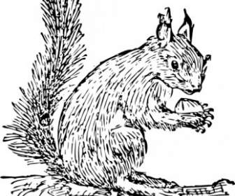 écureuil Clipart