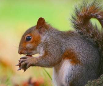 Squirrel Eating Conkers Wallpaper Squirrels Animals